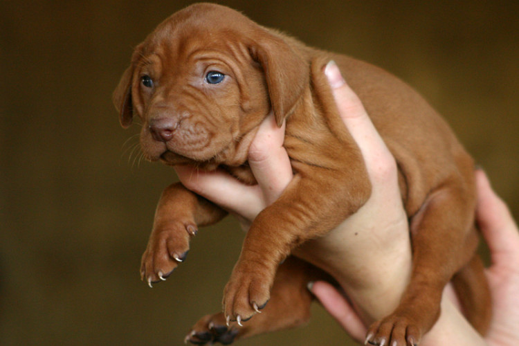 Magyar kutyafajták a Polgárőrség szolgálatában
