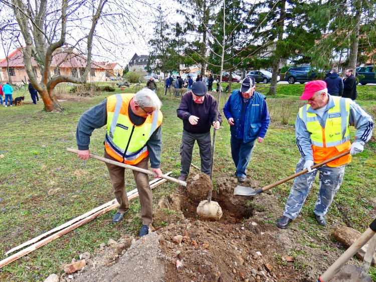 Civilek faültetési akciója Sárváron