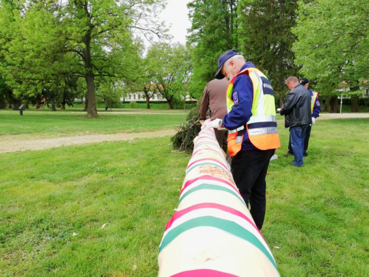 Májusfaállítás Sárváron